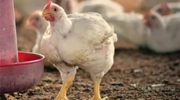 هبوط مفاجئ.. سعر كيلو الفراخ البيضاء اليوم يسجل رقما جديدا في البورصة 1